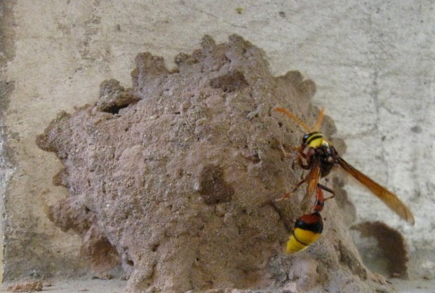 Mơ thấy ong đốt tổ trong nhà: Giải mã và Con số may mắn – Kubet