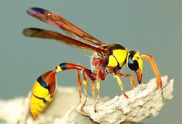 Mơ thấy ong đang xây tổ trong nhà