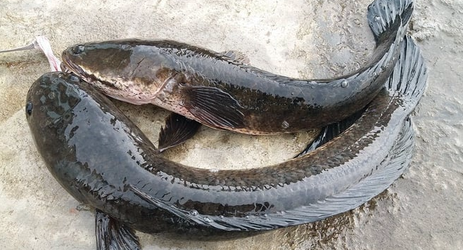 Giấc Mơ Thấy Cá Lóc: Điềm Báo và Ý Nghĩa Kubet Casino